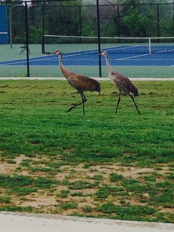 The+two+Sandhill+Cranes+are+spotted+looking+out+of+place+next+to+the+tennis+courts+behind+the+school.