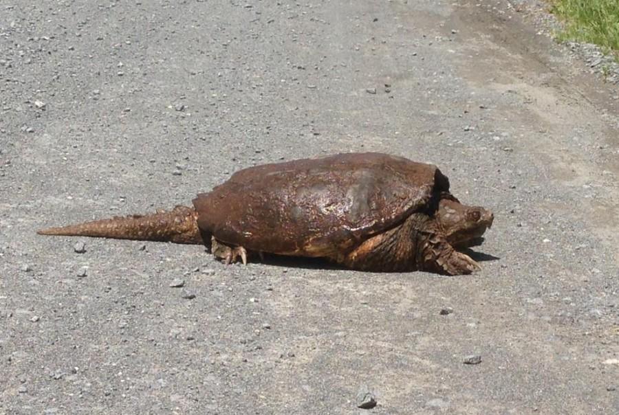 The snapping turtle crosses the road at the Linganore Winery. It made it safely to the other side. 
