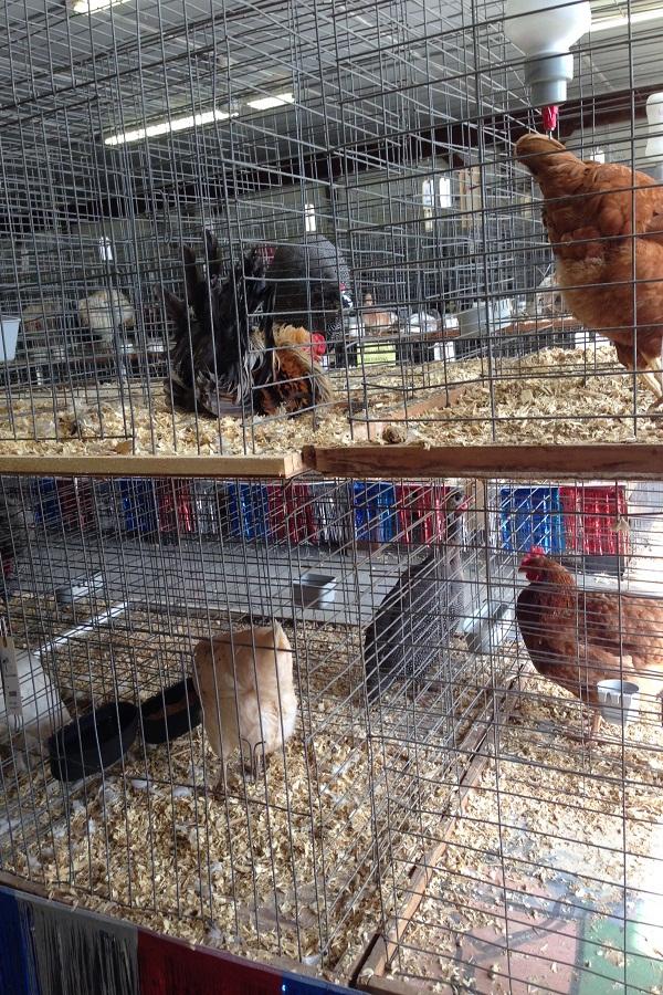 Chickens are among the various breeds of animals being shown at the fair.