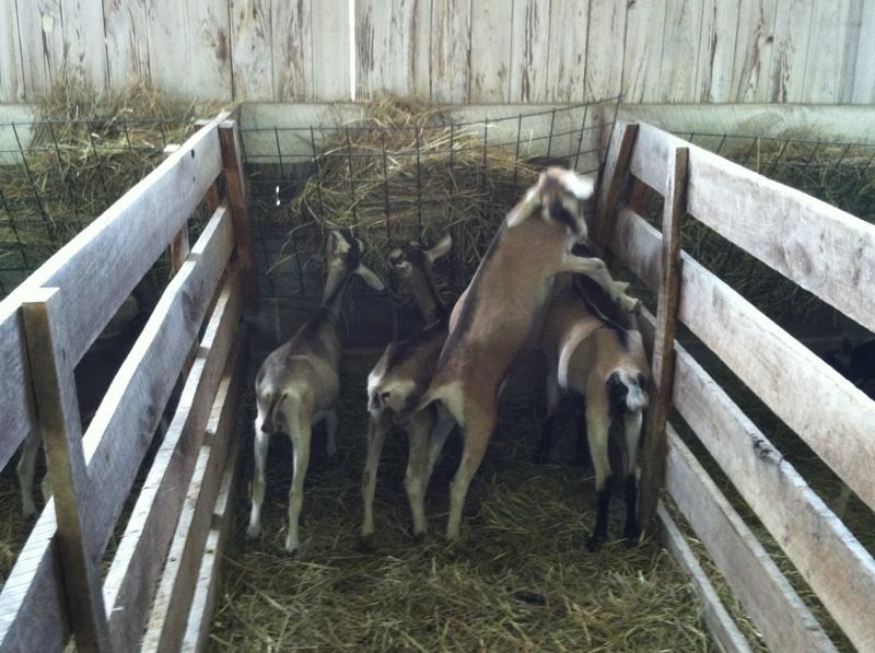 Goats are one of the most popular animals to see at the fair. They even have their own show, very similar to a dog show.