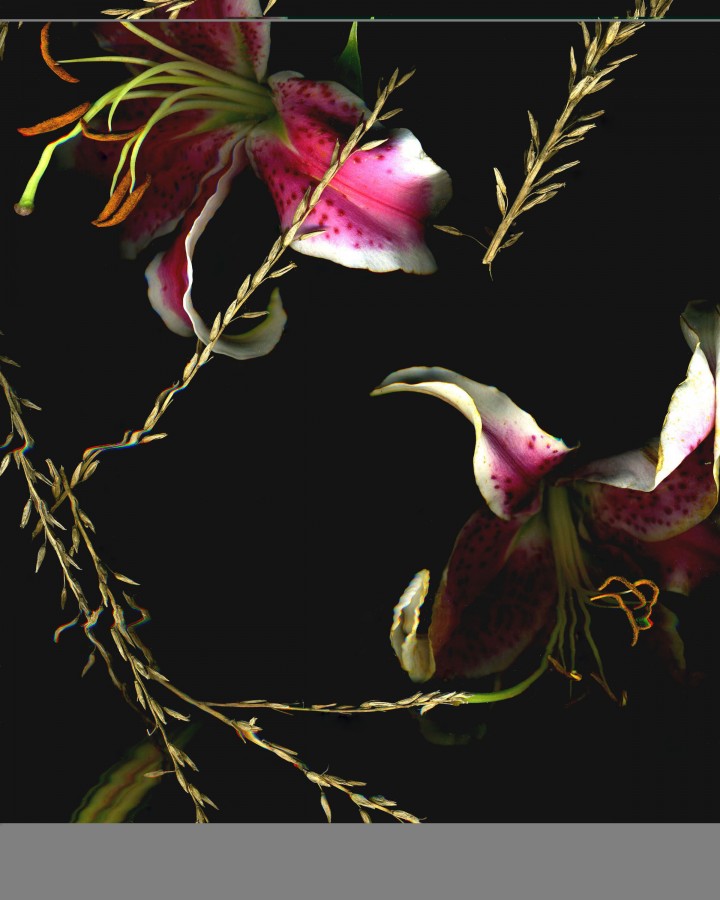 "Lillies" by digital photo 3 student, Kristen Bolling. 