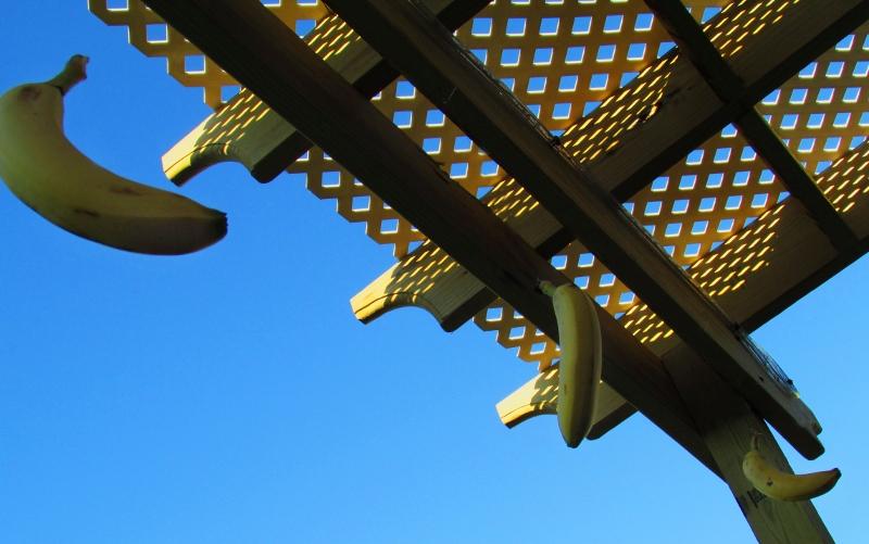 "Bananas and Trellis" by digital photo 2 student, Allison Eclkoff.