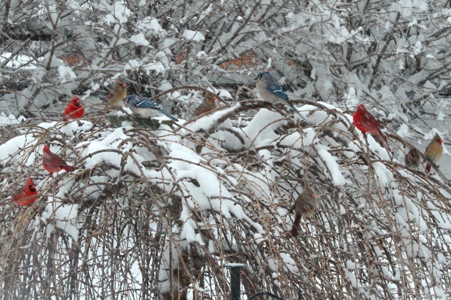 Thursdays snowfall draws birds to Ms. Wiltrouts bird feeder 