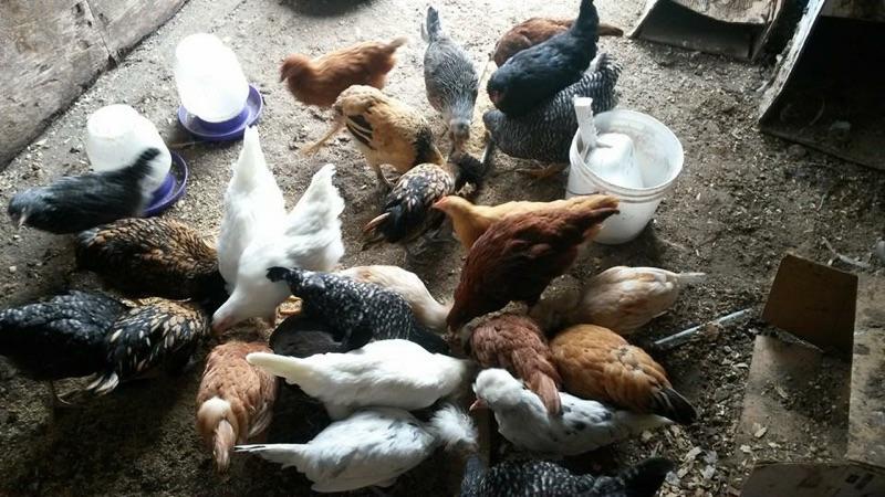 Beards+Farm+chickens
