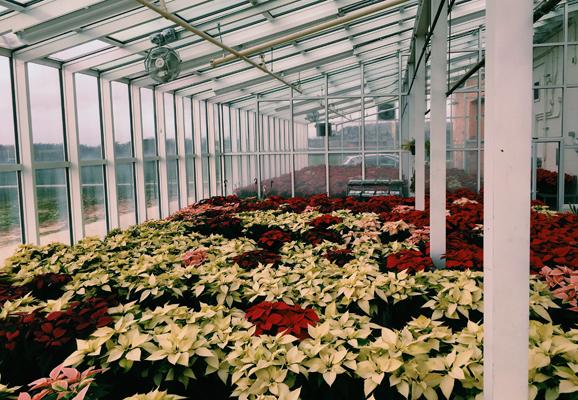 Poinsettia plants fill the greenhouses to maximum capacity.