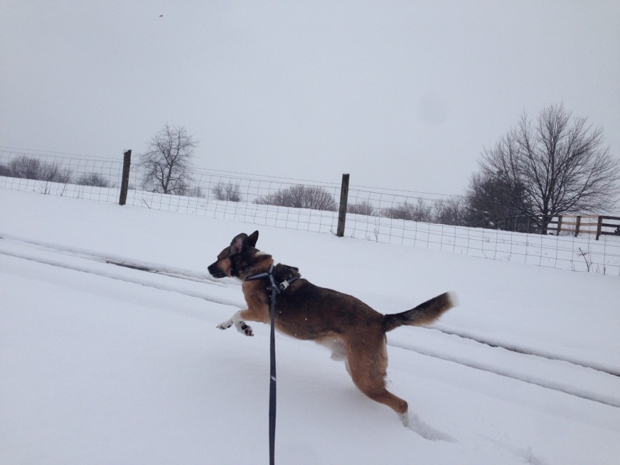 Emily Gorhams dog, Duncan leaps through the snow.  His joyful attitude is not what plenty of snowed in humans feel.