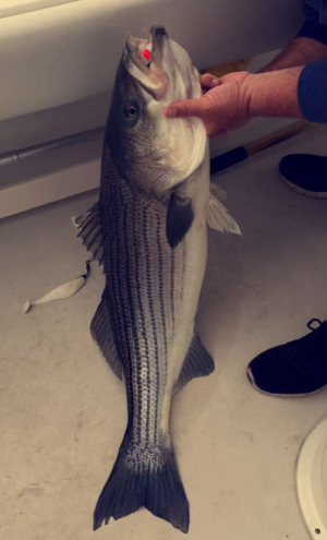 42.1 inch rockfish caught by Bridget Murphy and Natalie Kuscan on the Chesapeake Bay