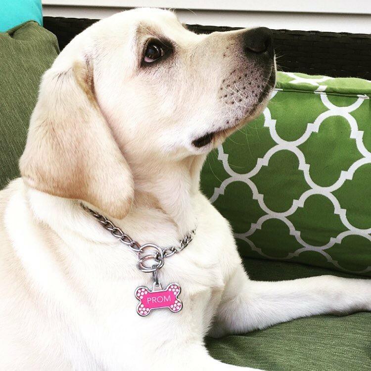 The DuBro's dog, Dabo, named after Clemson's head football coach, Dabo Swinney.