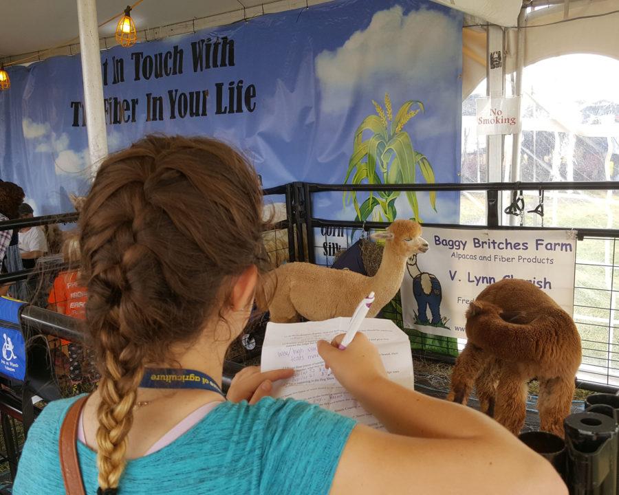 Class of 2017, senior Emily Sherwood is filling out a questionnaire asking her to name two types of wool found in the Fiber Optics tent.