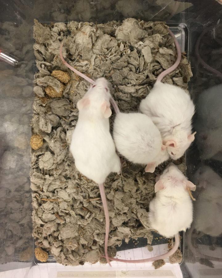 The four white feeder mice that raced through the mazes. 