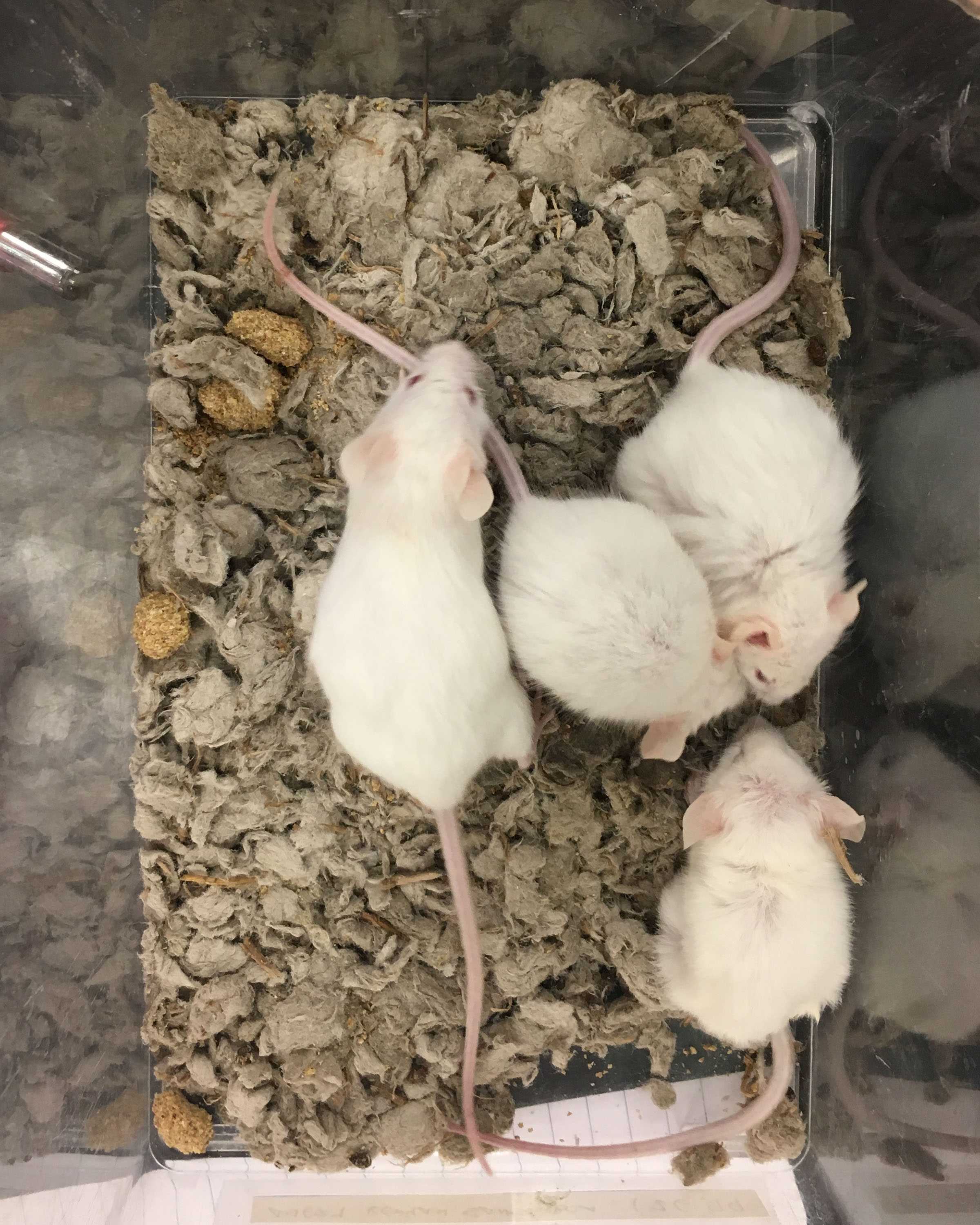 feeder mice