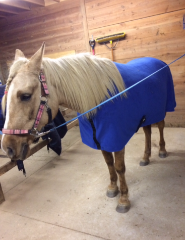 Nicole Muller's "Soleil" in a Cooler blanket after a ride.