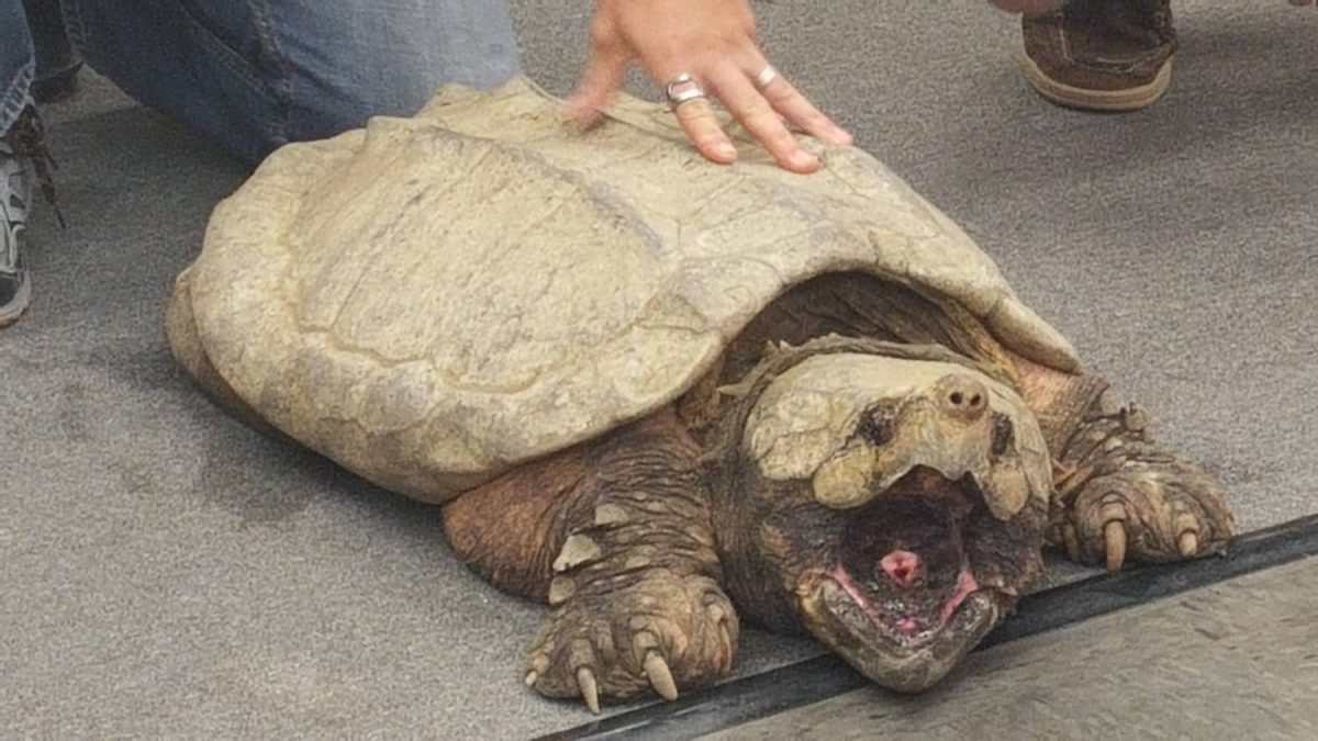 A 90-pound endangered alligator snapping turtle was found in the middle of a road during the hurricane. The ancient turtle was returned to the Buffalo Bayou. The turtle is estimated to be 70-100 years old.