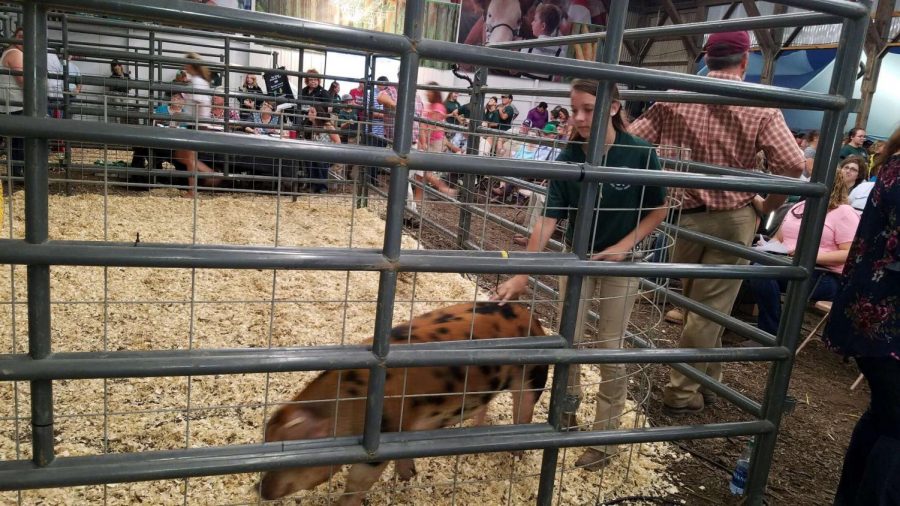 Brianna Mallick stands with her pig in the sale ring.