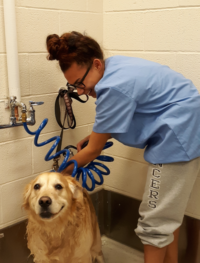 washing Beachy's golden retriever Rosie during pre-vet.