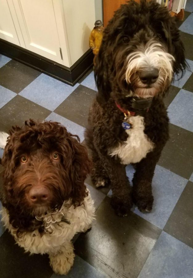 Hendi has two dogs. Dudley is a two an a half year old sheepadoodle and Bentley who's a nine month old labradoodle puppy