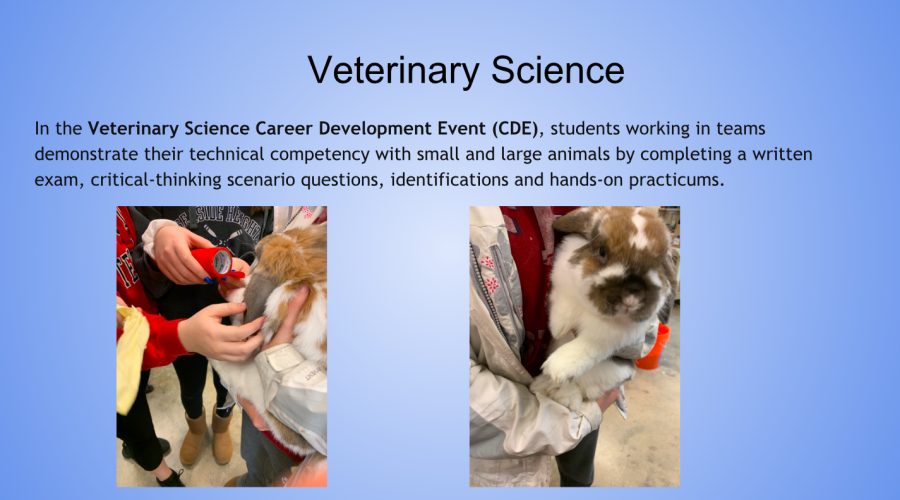 The pre vet rabbit Snickers practicing with the vet science team