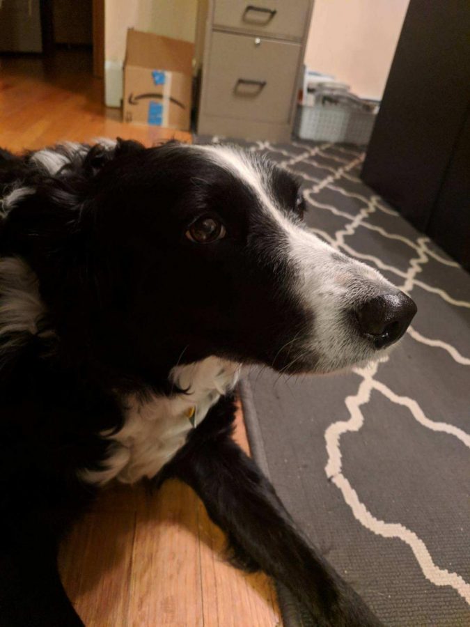 Jack Maerten has one dog named Molly. She is a Border Collie. 
