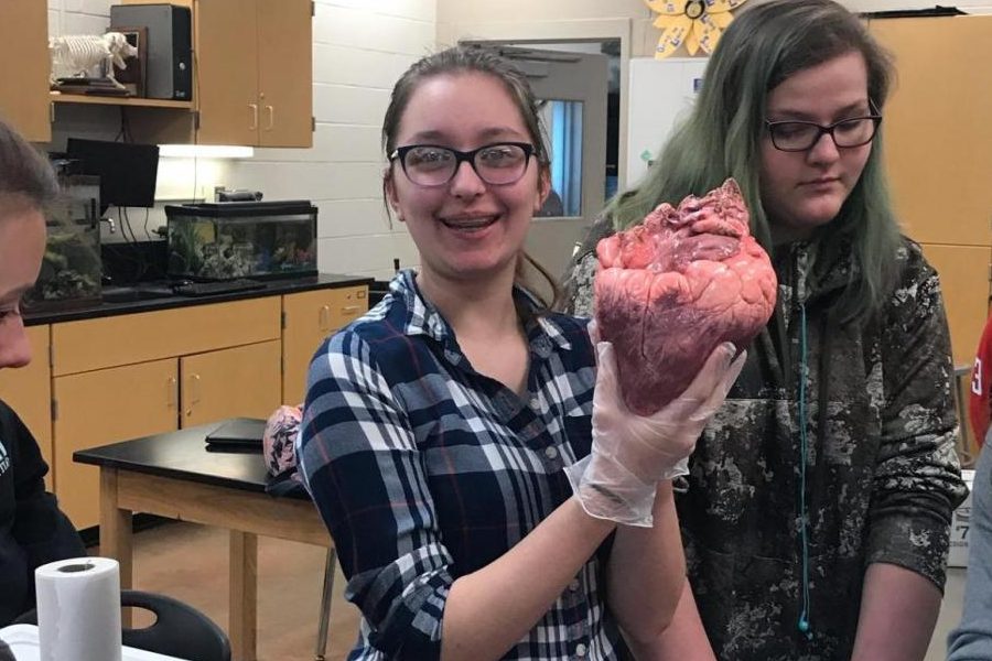 Nicholette Polidoro holds up steer heart next to Samantha Hagein.