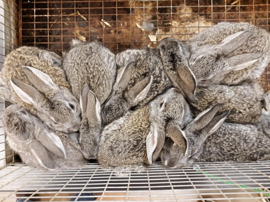 Patty+Hubbard+breads+many+kinds+of+rabbits%2C+including+these+American+Chinchillas.