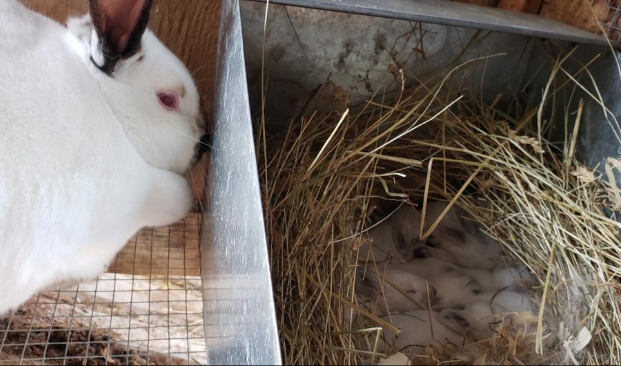 A mother Californian rabbit sits by her babies.