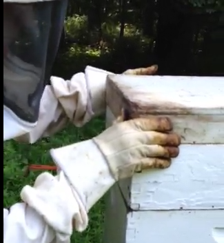 Susan Lancelotta peers into a bee box, ensuring that the colony is healthy and producing honey.