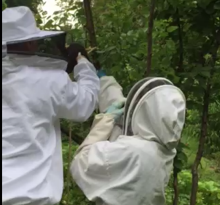 Susan Lancelotta and her husband cut a wild colonies hive off of a tree with the intention to move the hive to a bee box.