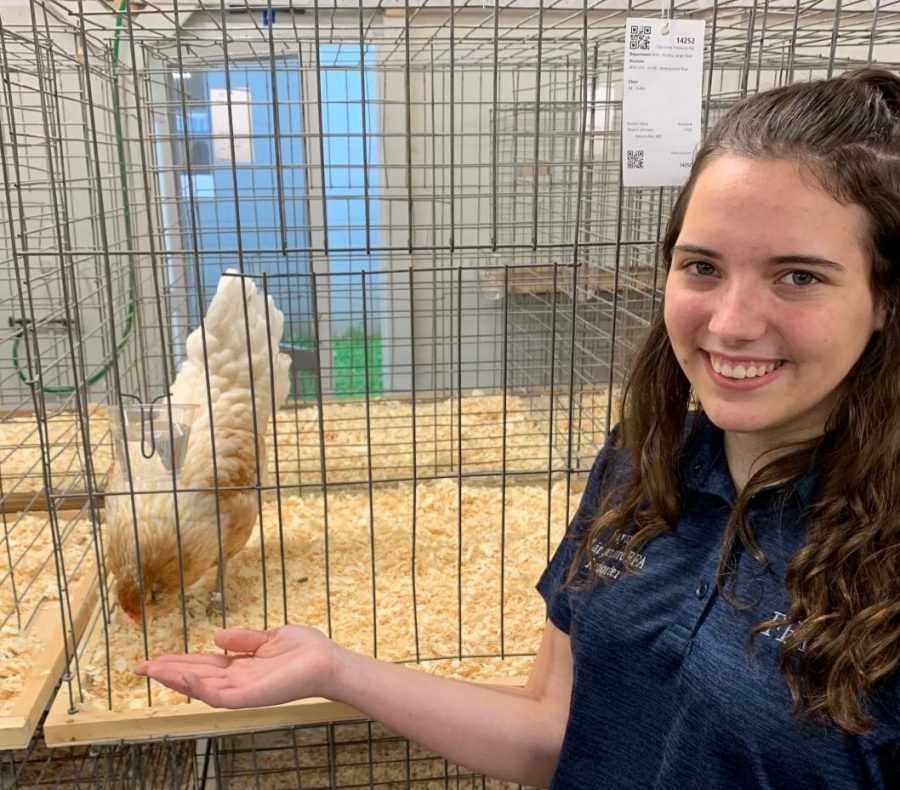 Peyton Johnson at the fair with her hen.