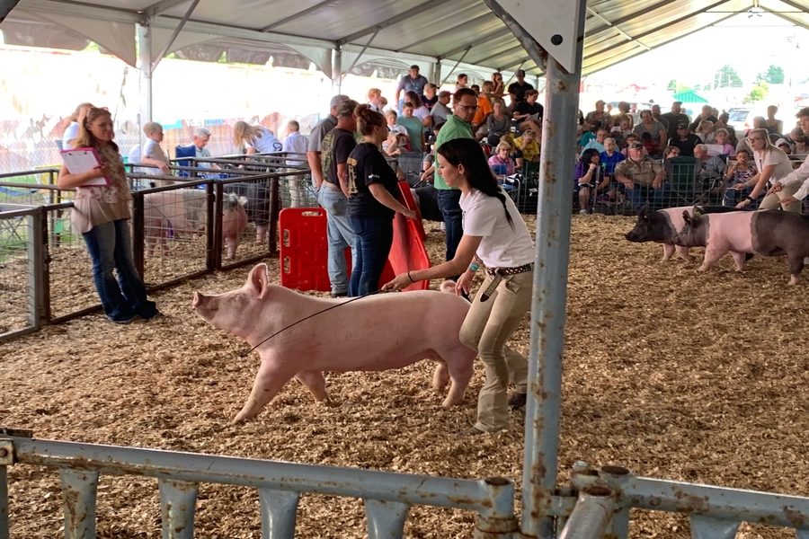 Senior Brianna Mallick shoes pig in a competition. 