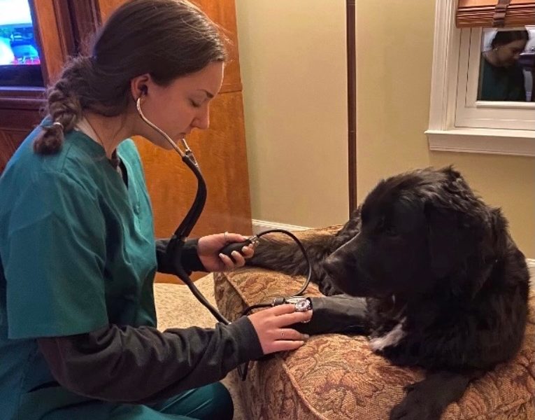 Erica Blockinger practices checking blood pressure on her dog, Bear.