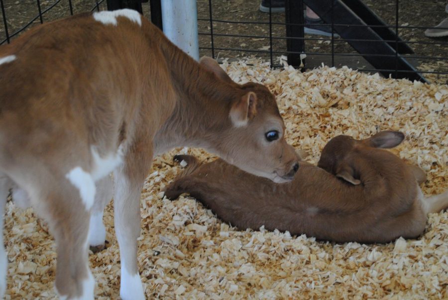 Jaxson (standing up) is a 3 day old Bull weighing at 70 lbs. Vivian (laying down) weighing at 58 lbs is a Heifer. Ginger, Caramel and Iris (all heifer) have gone home. The Birthing Center located at the Frederick Fair featured Cows, Horses, Lambs and Goats. 