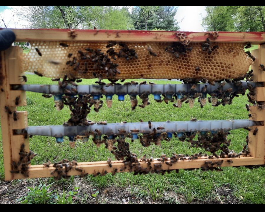Local Beekeeper Aaron Tressler’s hive is trying to make a new queen. The small cocoons are actually the eggs of the future queen. 