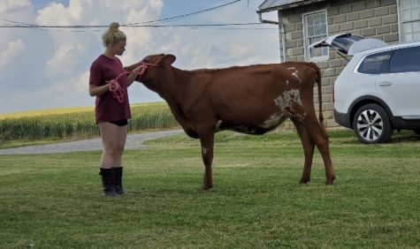 Shea Cencula guides one of her dairy cattle. She helped start her family farm at the age of eight and has always loved having cows. 