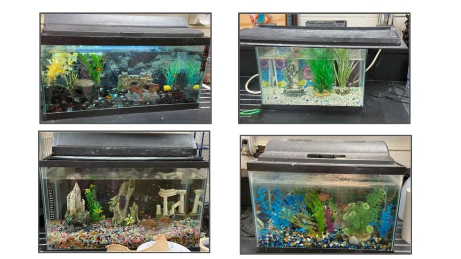 A+collage+image+featuring++four+of+the+fish+tanks+created+by+the+Pre-Vet%2F+Small+Animal+Class.