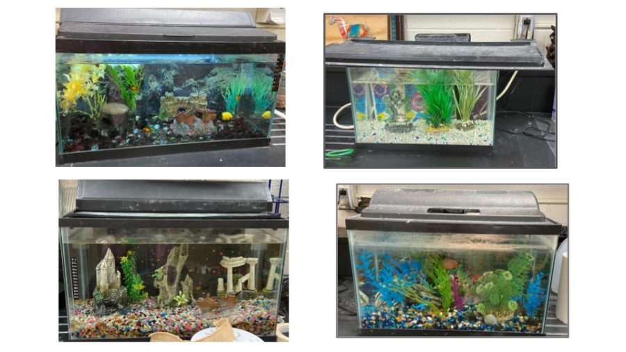 a collage image featuring a few of the fish tanks created by the Pre-Vet Class, created by Alexis Simmerman