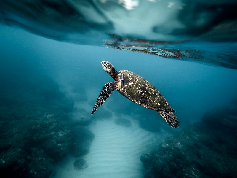 Sea turtle swimming in the ocean. 