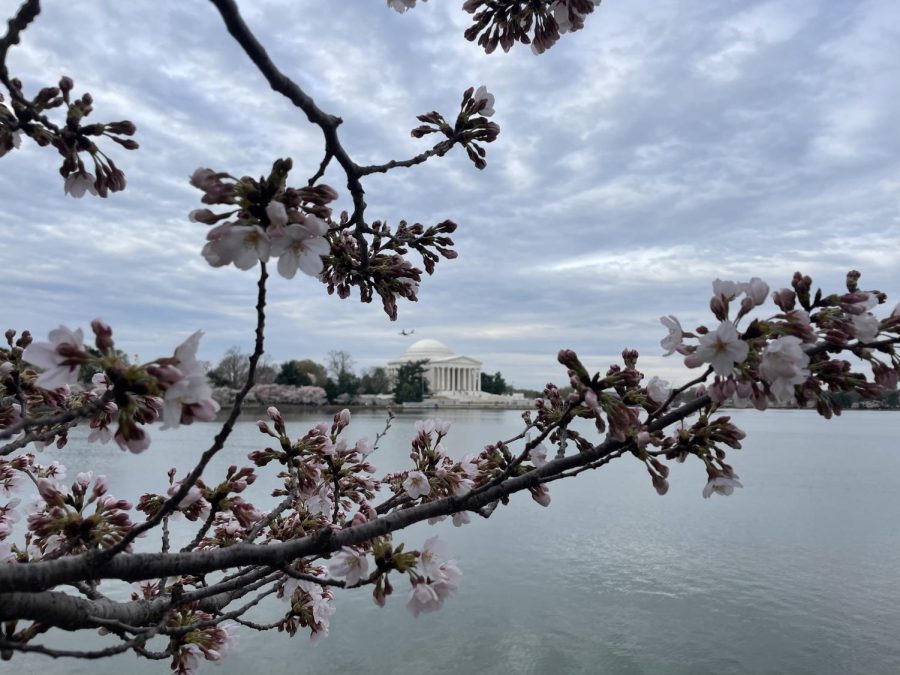 Cherry blossom branches surround the Jefferson Memorial in Washington, D.C.