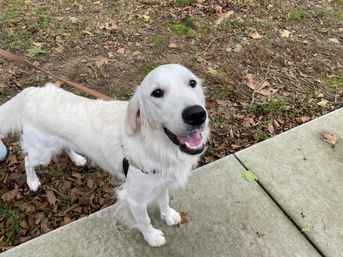 Hero Dogs Morty poses for a photo after successfully executing a command.