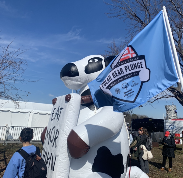 Hosts of the Polar Bear Plunge had a variety of sponsors for the event, including Chick-fil-A, setting up a giant inflatable cow for guests to pose with. (Photo by Brianna Dacanay)