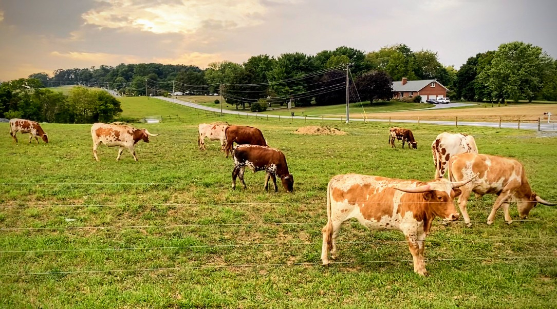 A group of Longhorns roam the fields on the borders of Linganore High School.