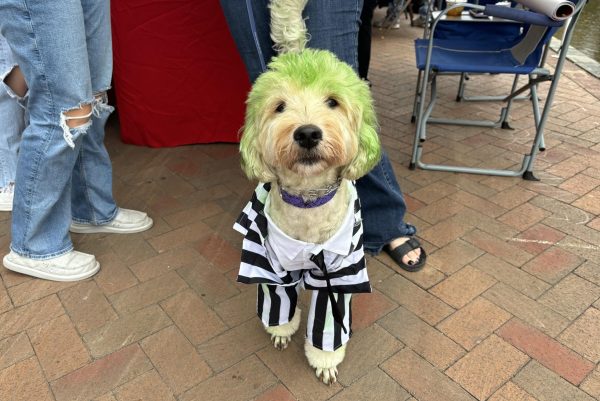 Gretchen the Golden Doodle poses in her Beetlejuice costume during Canines on the Creek.