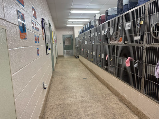 Inside of Frederick County Animal Control, specifically their cat section.